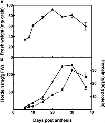 Hordein Accumulation in Developing Barley Grains